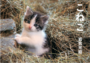 岩合光昭写真展「こねこ」