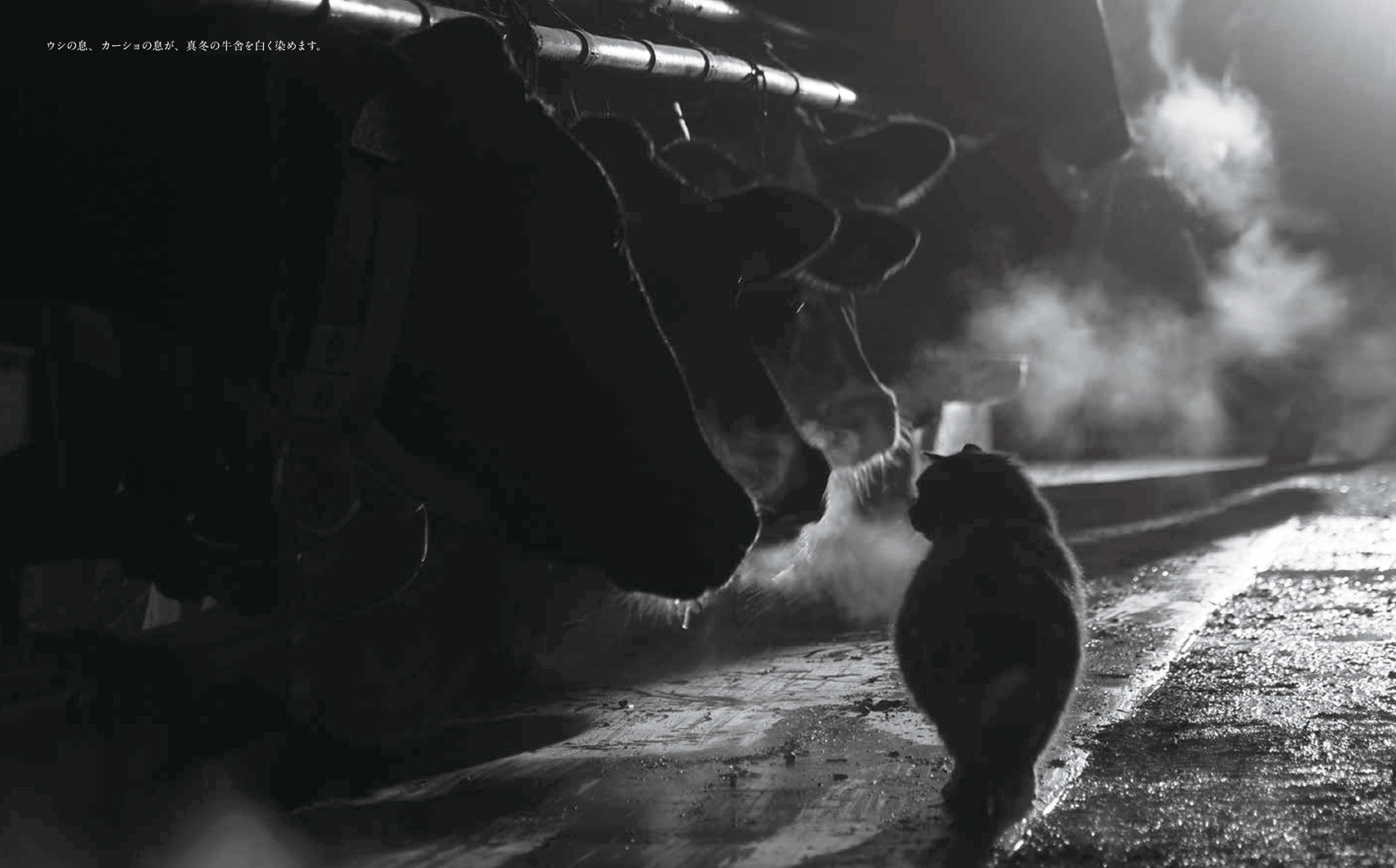 写真集『劇場版 岩合光昭の世界ネコ歩き あるがままに、水と大地のネコ家族』 株式会社クレヴィス