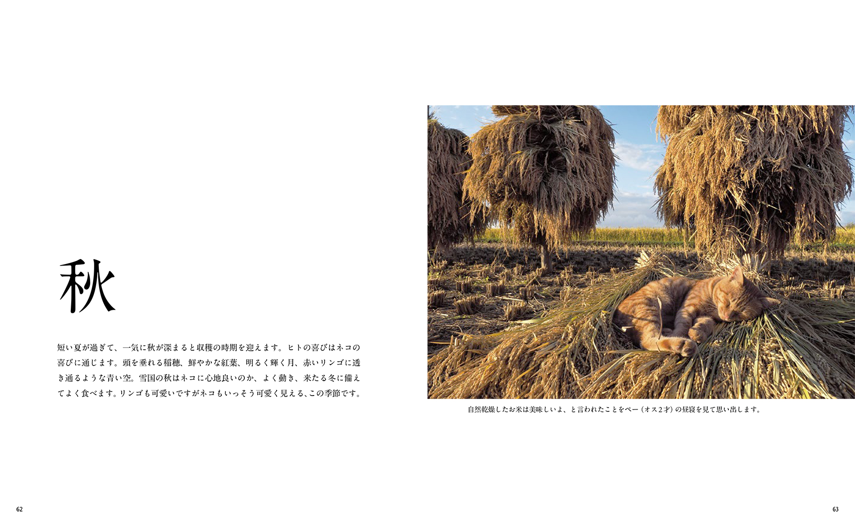 99％以上節約 ふるさと納税 YOKOSUKA HANDKERCHIEF ネコのいる風景ー夢を叶えてくれるネコー叶神社 神奈川県横須賀市 通販 