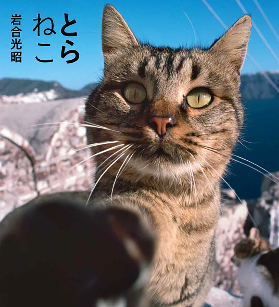 Iwago S Book とらねこ 株式会社クレヴィス