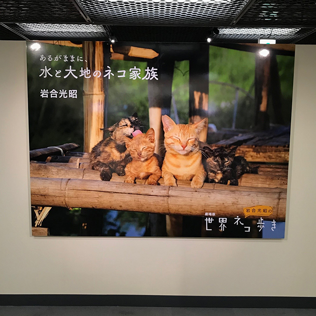 大丸京都店で 劇場版 岩合光昭の世界ネコ歩き あるがままに 水と大地のネコ家族 開催しました 株式会社クレヴィス