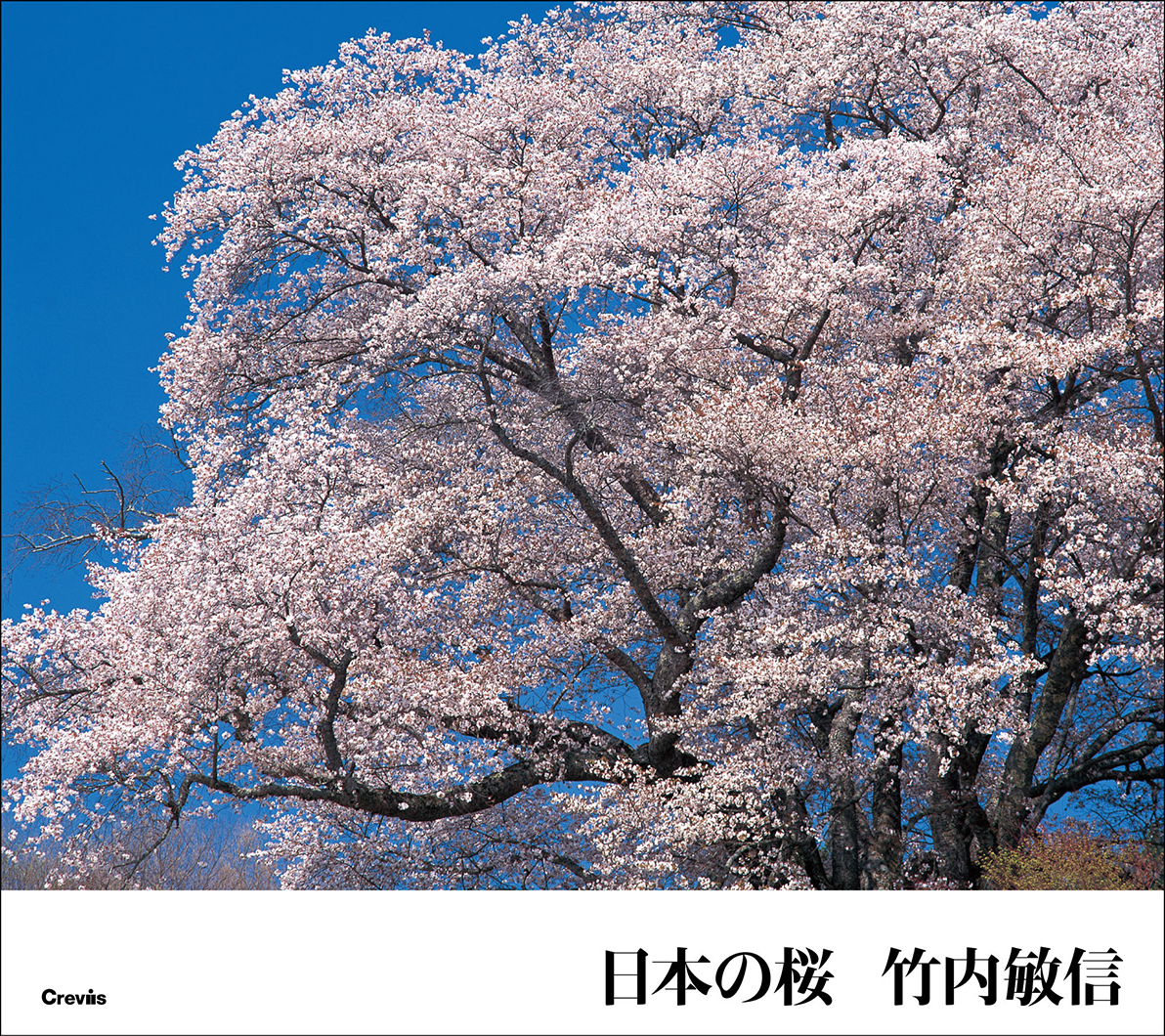 写真集 日本の桜 株式会社クレヴィス