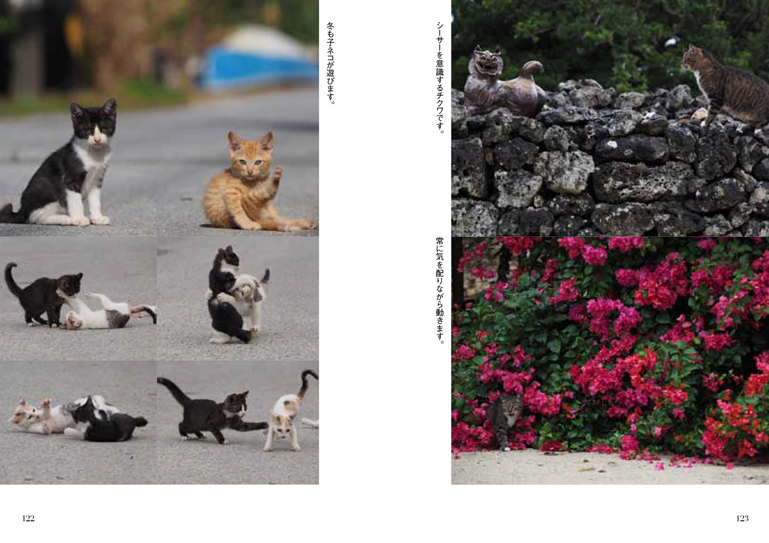 写真文庫『岩合光昭の世界ネコ歩き』 | 株式会社クレヴィス