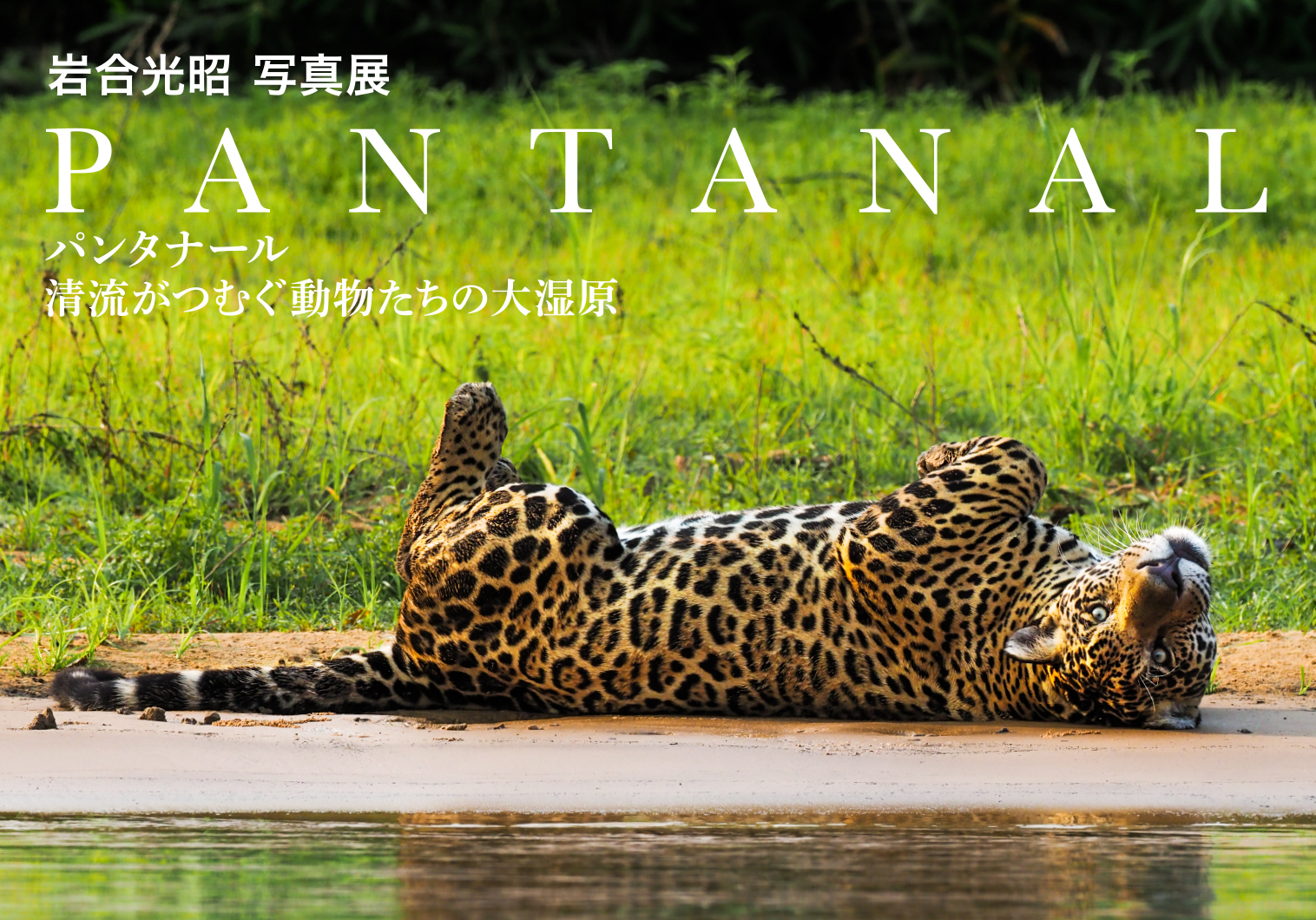 岩合光昭写真展 Pantanal パンタナール 清流がつむぐ動物たちの大湿原 株式会社クレヴィス