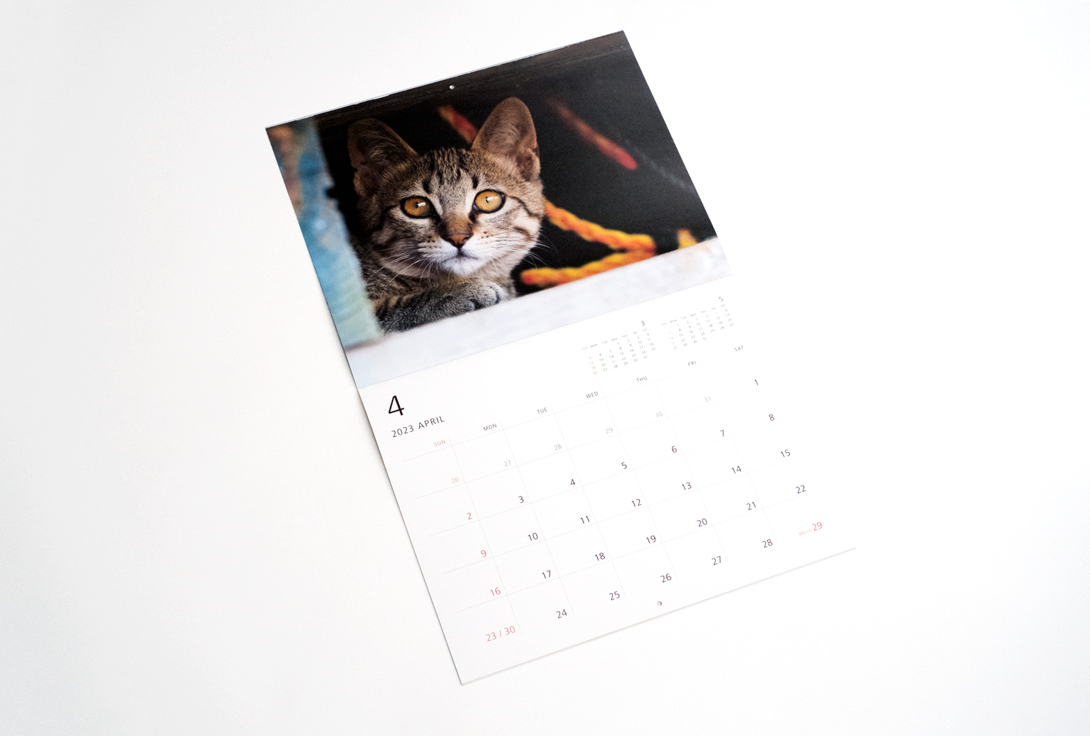 2023 岩合光昭 ねこ monthly calendar | 株式会社クレヴィス